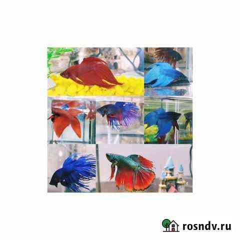 Петушки коронохвостые и все для их содержания Уфа