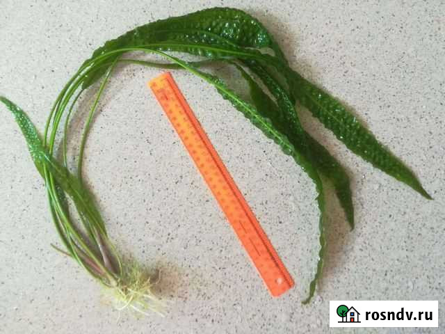 Криптокорина апоногетолистная Фрязино - изображение 1