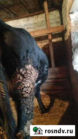 Телки нетель Одесское - изображение 1