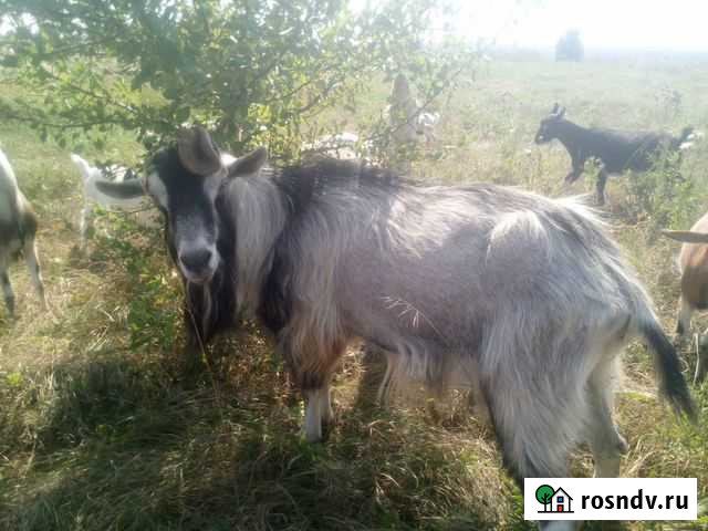 Козел альпийский вязка Кузнецк - изображение 1