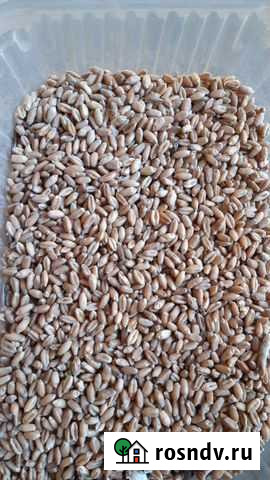 Пшеница Белоярский - изображение 1