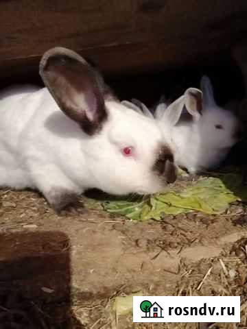 Кролики Березники - изображение 1