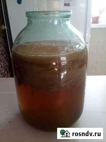 Чайный гриб Новотроицк - изображение 1