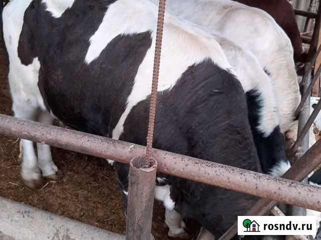 Бычки телта телочки Иловля - изображение 1