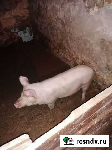 Поросята Екатеринбург - изображение 1