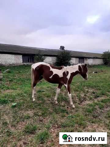 Лошади Параньга - изображение 1