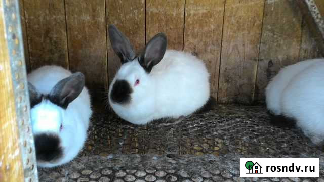 Кролики калифорнийские Барнаул - изображение 1