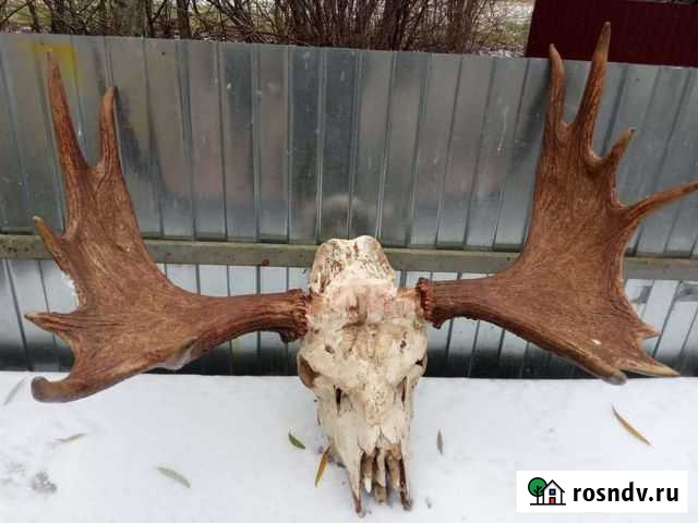 Оленя Лося По весу Смоленск - изображение 1