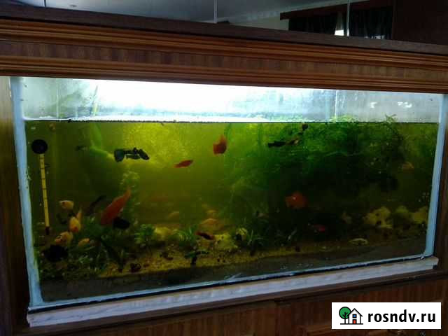 Аквариум Кантемировка - изображение 1