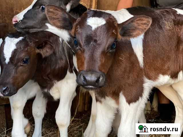 Телята Кемля - изображение 1