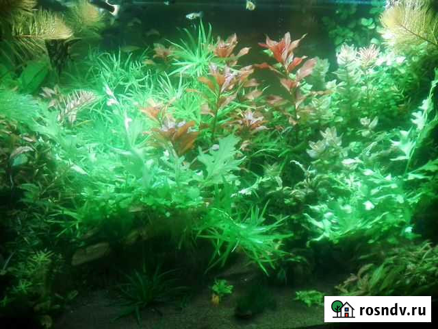 Аквариумные растения Канск - изображение 1