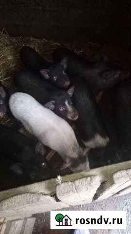 Вьетнамский вислобрюхий поросенок Кашары - изображение 1