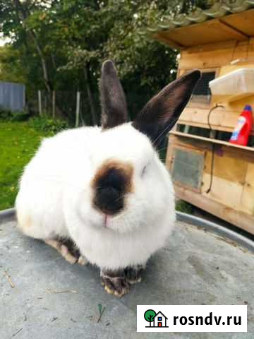 Кролик калифорнийский Юхнов - изображение 1