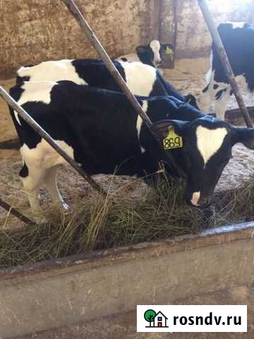 Телята Бычки Тёлки Белая Калитва - изображение 1