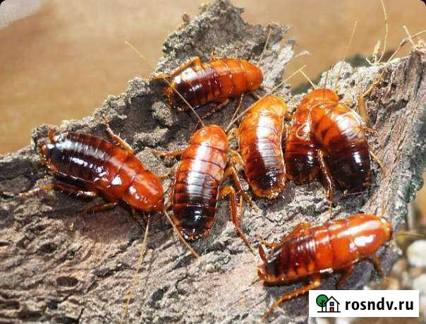 Туркменские тараканы Нижний Тагил - изображение 1