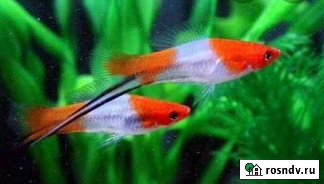 Меченосцы Благовещенск - изображение 1