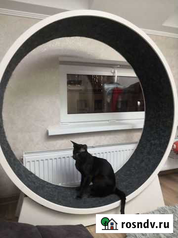 Беговое колесо для кошек Троицк - изображение 1