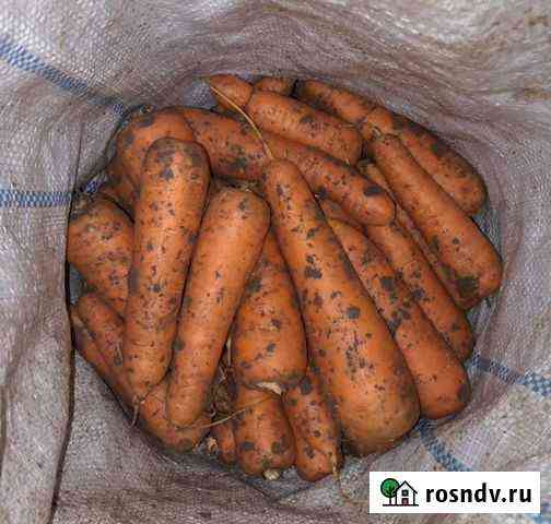 Морковь оптом сорт Каротан Дубовый Умет