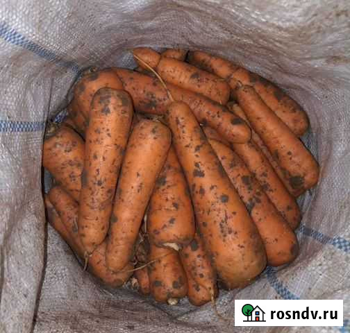 Морковь оптом сорт Каротан Дубовый Умет - изображение 1