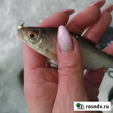 Живец Гусев - изображение 1