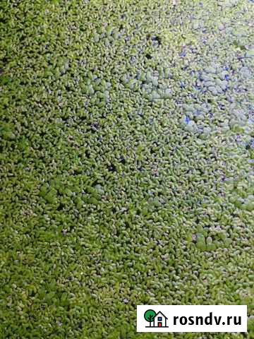 Растения и ряска для рыб Брянск - изображение 1