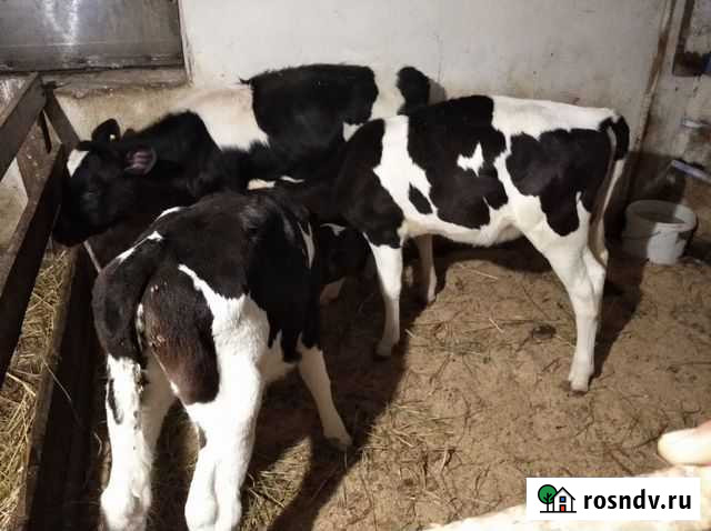 Телята оптом Аргаяш - изображение 1