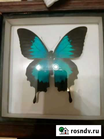 Коллекционная бабочка Петропавловск-Камчатский - изображение 1