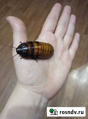 Мадагаскарские шипящие тараканы Новоалтайск - изображение 1