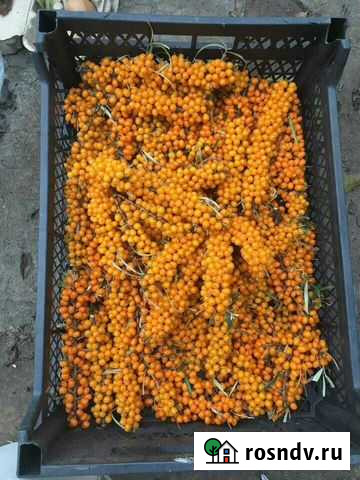 Облепиха Бугульма - изображение 1