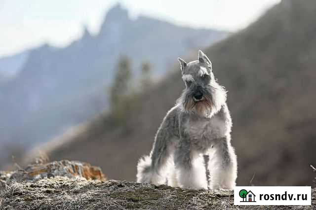 Профессиональный Тримминг и стрижка собак Железногорск - изображение 1