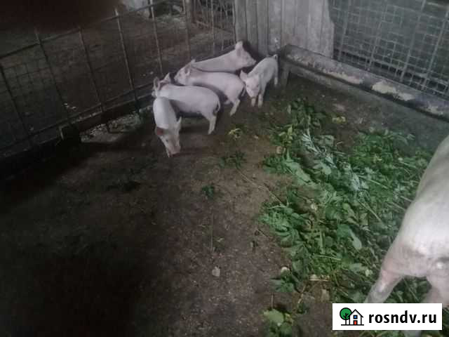 Поросенок Вязьма - изображение 1