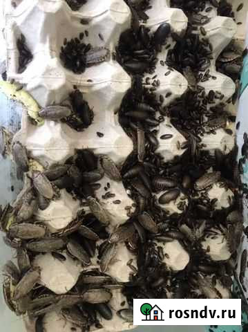 Мраморные тараканы Александров - изображение 1