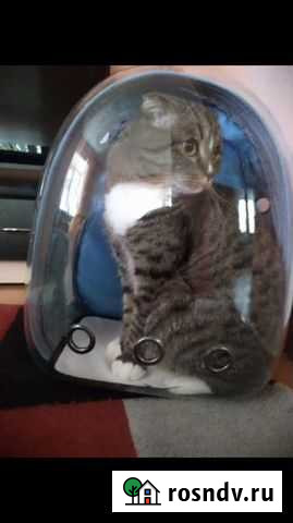 Продам рюкзак-переноску для животных Тамбов - изображение 1