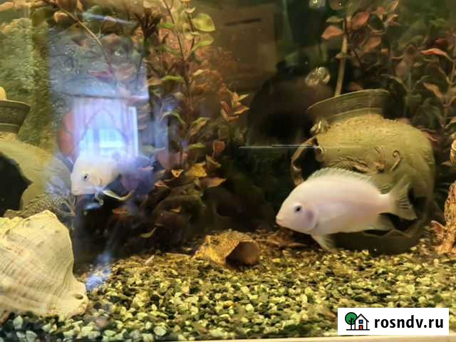 Аквариумные рыбки цихлиды Куровское - изображение 1