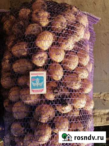 Картофель Тимашевск - изображение 1