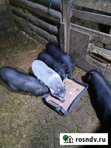 Вьетнамские вислобрюхие поросята Муром - изображение 1