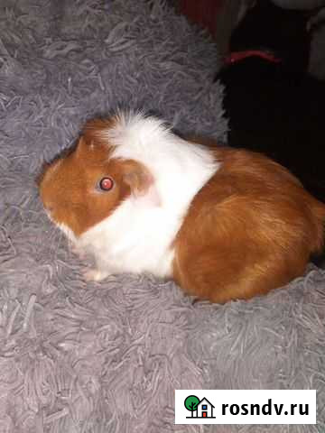 Морская свинка Клин - изображение 1