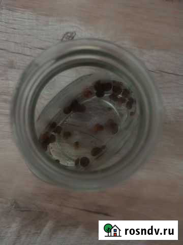 Улитки аквариумные Саратов - изображение 1