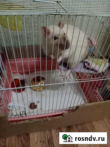 Крыса домашняя Краснодар - изображение 1