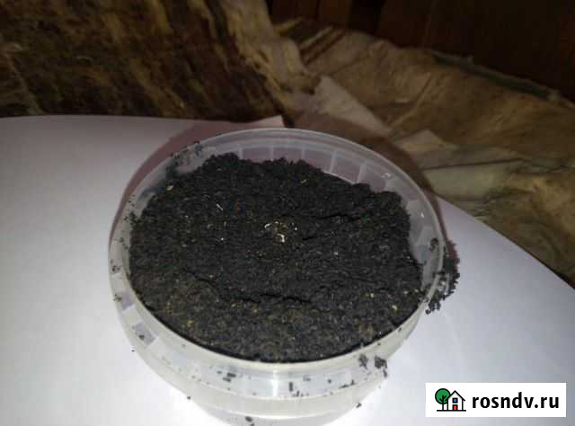 Личинка восковой моли Огнёвки, пжвм Железногорск - изображение 1