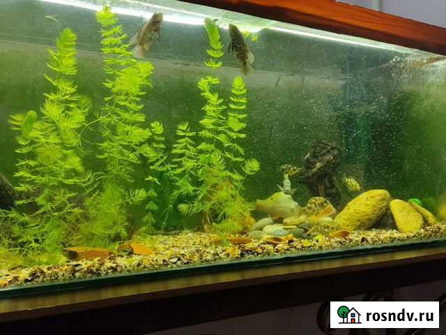 Аквариум с тумбой Дербент - изображение 1