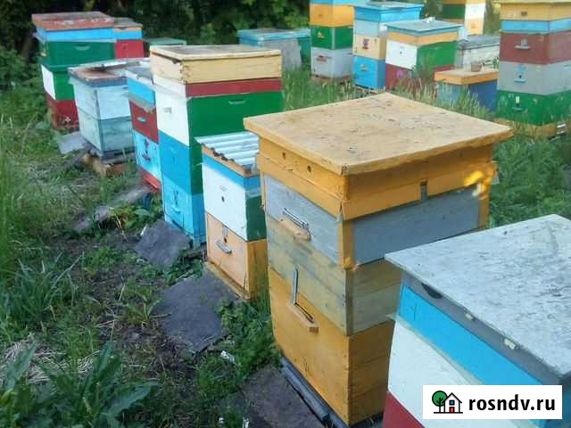 Пчелопакеты бакфаст на 2022 г Краснодар - изображение 1