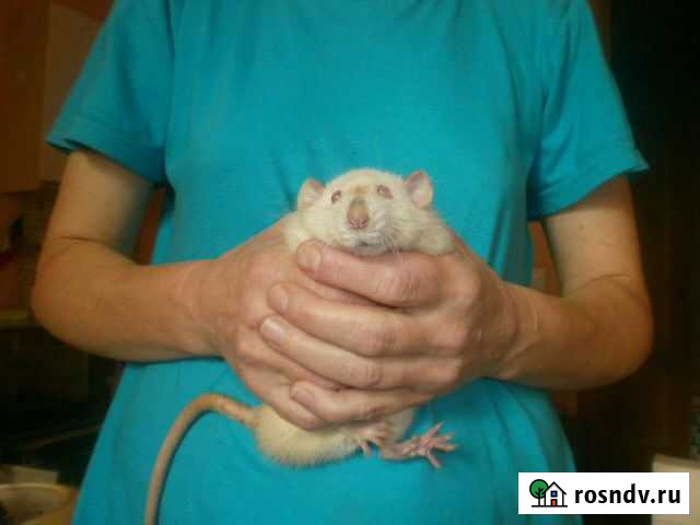 Крыса декоративная мальчик самец дамбо кудрявые ре Саранск - изображение 1