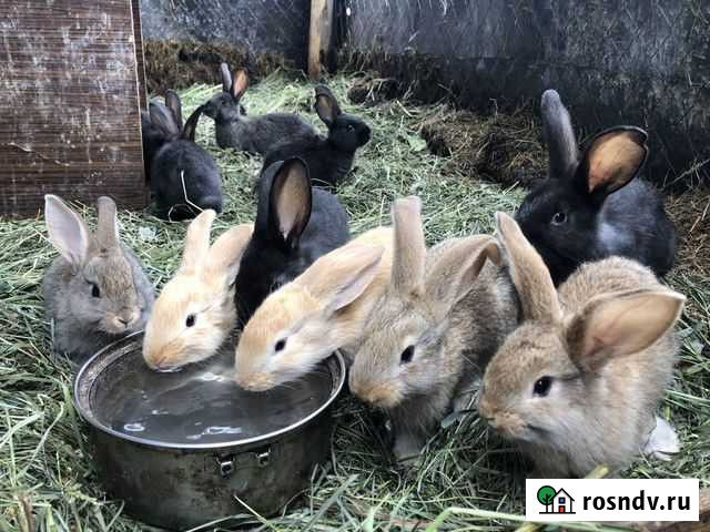 Кролики Спасское - изображение 1