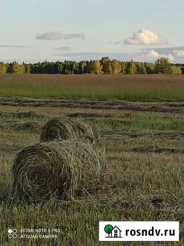 Сено в рулонах Сысерть - изображение 1