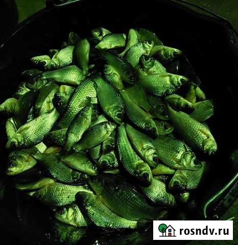 Живец карась с 7.00 утра Тайцы - изображение 1