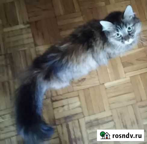 Домашняя передержка Санкт-Петербург - изображение 1