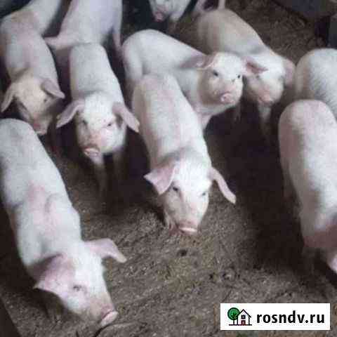 Поросята Целинное