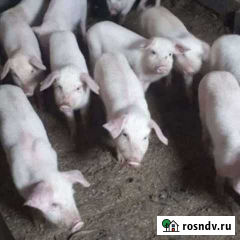 Поросята Целинное - изображение 1