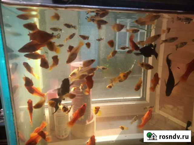 Мальки Азов - изображение 1